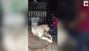 Ce touriste voulait une photo  avec un lion blanc et va avoir la peur de sa vie