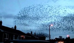 Des milliers d'oiseaux dansent dans le ciel : nuées impressionnantes