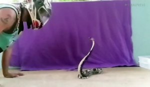 Un cobra envoie son venin sur son maitre... impressionnant