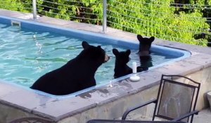 Il surprend une famille d'ours dans sa piscine... Adorable