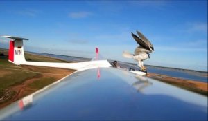 Un aigle s'en prend à un avion planeur