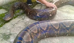 Un Anaconda De 15 Metres Apercu Au Bresil Sur Orange Videos