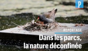 «Des fraises des bois ont poussé» : les parcs parisiens après le confinement