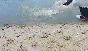 Ce chien saute à l'eau pour aller voir un crocodile