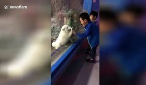 Ce renard des neiges veut jouer avec des enfants au Zoo... trop mignon