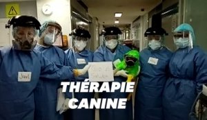 Ce petit chien allège le stress des soignants d'un hôpital de Mexico
