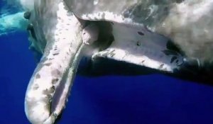 Un plongeur vient en aide à une baleine qui a un hameçon coincé dans la bouche