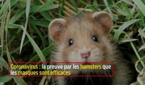 Coronavirus : la preuve par les hamsters que les masques sont efficaces