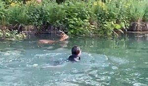 Tombé dans un canal, un chevreuil est sauvé de la noyade par un groupe de joggeurs