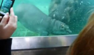 Ce bébé hippopotame vient dire bonjours aux visiteurs de ce zoo... adorable