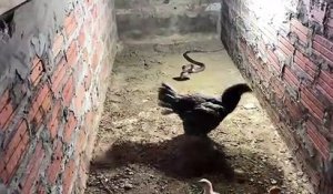 Cette poule courageuse protège ses petits d'un serpent  affamé
