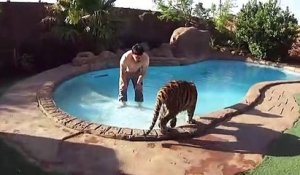 Il se baigne avec son tigre de compagnie