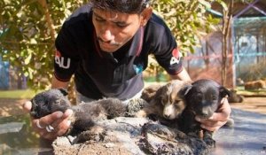 Animal Aid Unlimited a sauvé un petit chiot coincé dans du goudron