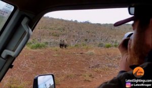 Ce photographe animalier se retrouve face à un rhinocéros en colère