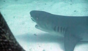 Regardez qui vient nettoyer les dents de ce requin...