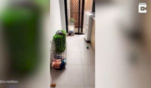 Son fils essaie de s'échapper par la trappe du chien... coincé