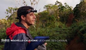 Nouvelle-Calédonie : Le chant des cagous