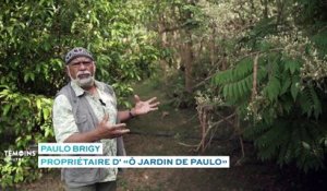 La Réunion : Le Moringa