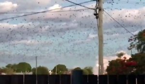 Quand des milliers de chauve-souris survolent ta maison