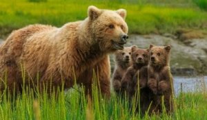 Alaska : l'administration Trump autorise officiellement la chasse des ours jusque dans leurs tanières