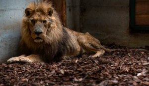 Eure : un lion de cirque dans un état « épouvantable » saisi par la justice