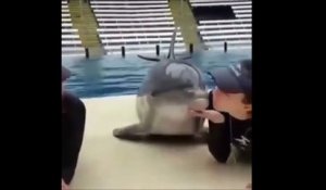 Ce dauphin adore les bisous... Réaction trop drôle