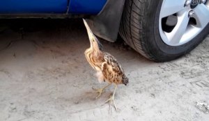 Il découvre un bien curieux visiteur prêt de sa voiture : oiseau pas timide