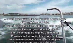 INSOLITE - Cap d'Agde : Un dauphin sauvé de la noyade