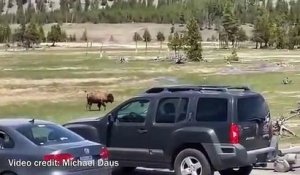 Un grizzly attaque un bison dans le parc national de Yellowstone