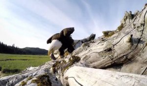 Un aigle vient lui voler sa GoPro