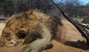 Afrique du Sud : 12 000 lions enfermés pour être chassés par de riches touristes