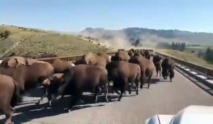 Un troupeau de bisons envahit la route et c'est impressionnant