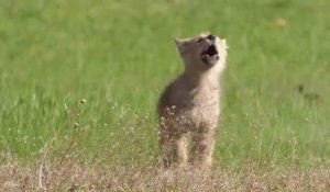 Le hurlement de ce bébé coyote est adorable