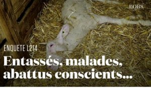 Les agneaux issus de la filière roquefort, une vie de souffrance : la nouvelle enquête choc de L124