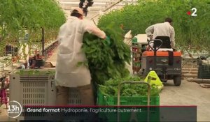 Environnement : l’hydroponie, l’agriculture autrement