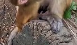 Un singe épluche soigneusement une banane