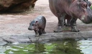Gloria, un bébé hippopotame né il y a deux semaines, fait sa première sortie publique au zoo de Beauval