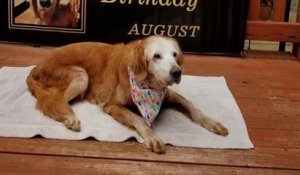 Une chienne célèbre son 20ème anniversaire et devient le golden retriever le plus âgé du monde