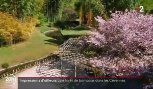 Tourisme : une forêt de bambous dans les Cévennes