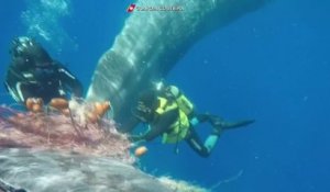 Italie: Une baleine piégée par un filet de pêche libérée par des gardes-côtes