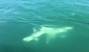 Un grand requin blanc vient dévorer la queue d'un autre requin