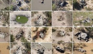 Plus de 350 éléphants retrouvés morts dans des circonstances mystérieuses au Botswana
