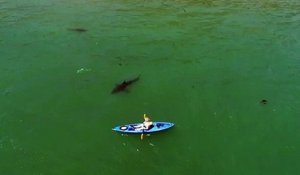 Ce touriste en kayak est suivi par un requin
