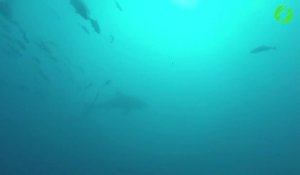 Un plongeur en panique face à un requin blanc tout proche