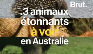 3 animaux étonnants à voir en Australie