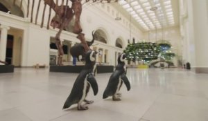 Les manchots Izzy et Darwin, stars des réseaux sociaux pendant le confinement, déambulent dans le musée d'histoire naturelle de Chicago