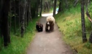 Ces randonneurs tombent sur un ourson et sa maman en alaska