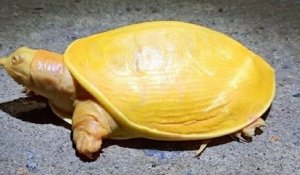 En Inde, une magnifique petite tortue jaune aux yeux roses a été découverte
