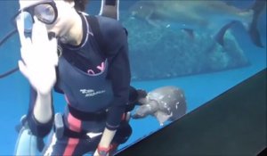 Cette tortue vient embêter le plongeur qui nettoie l'aquarium