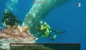 Méditerranée : une baleine se bat contre la mort